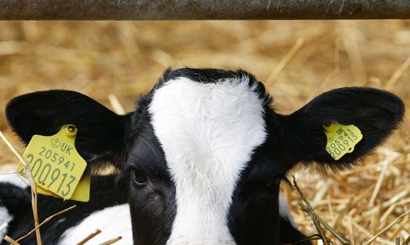 a cow with a tag on its ear
