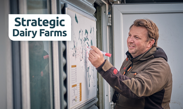 A man writing on a whiteboard next to text reading 'Strategic Dairy Farms'.