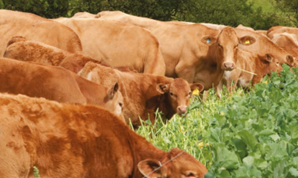 Grazing fodder beet, integrating livestock systems and outwintering in ...