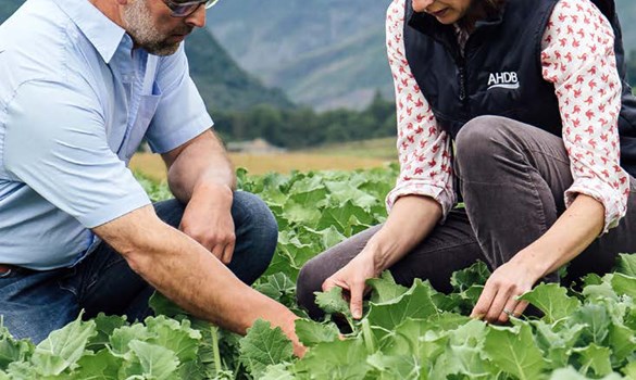 a man and woman in a field of green plants