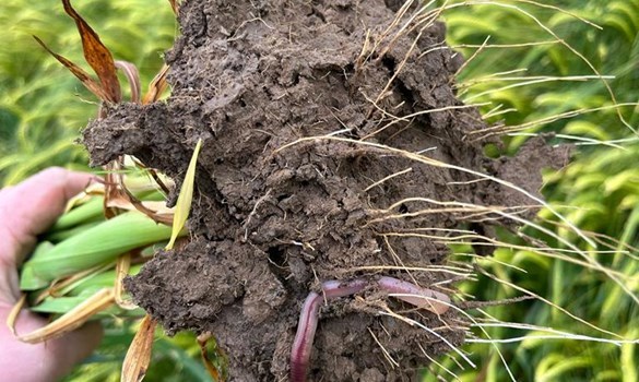 A soil root in a field. 