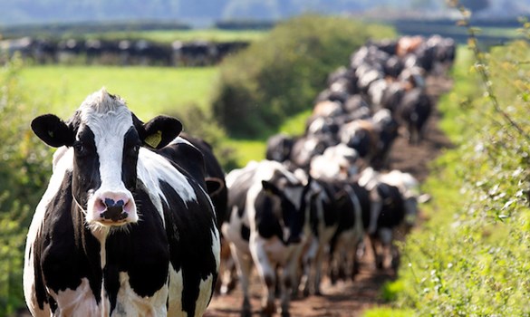 a group of cows walking down a dirt road