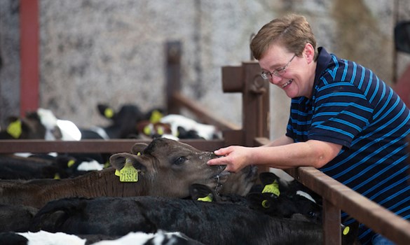 a person petting a cow