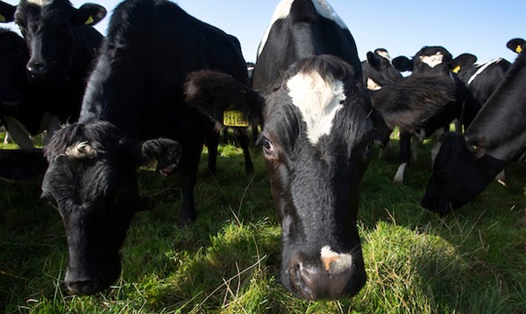 a group of cows in a grassy field