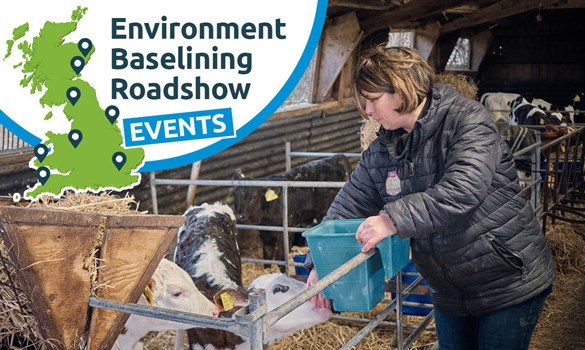 A woman feeding calves in a cow shed.