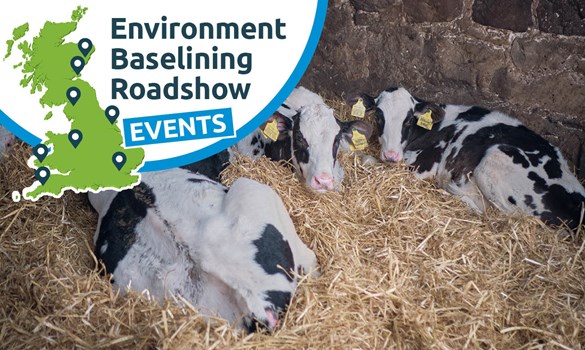 Calves sitting in straw in a shed.
