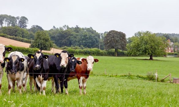 Cows standing in a field AHDB