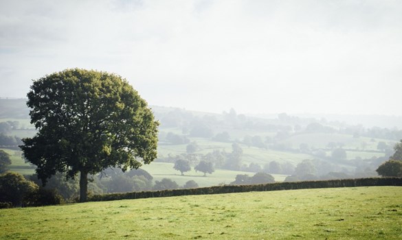 Field of pasture with a tree and hedge in it.