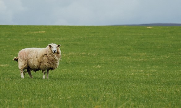 A sole white-faced rough fell sheep stood in a lush green field.