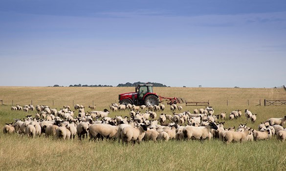 a tractor in a field with sheep