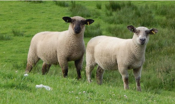 Ram selection to maximise lamb growth rates from forage | AHDB