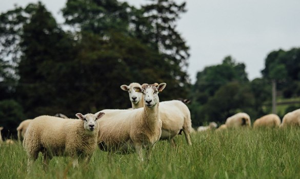 a group of sheep in a grassy field