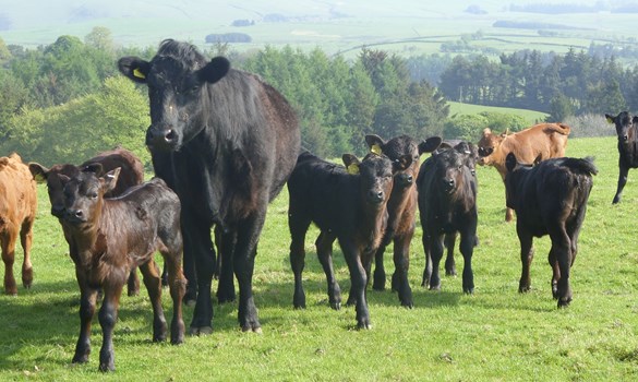 a herd of cows in a field