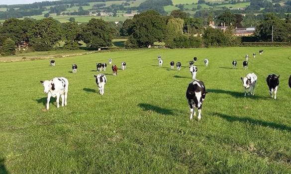 a group of cows grazing in a field