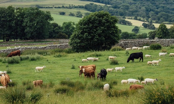 Richard Carruthers cattle and sheep fell