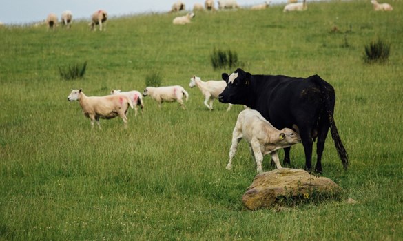 Black cow and sheep in a field of grass