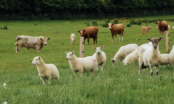 Sheep and cows in a field