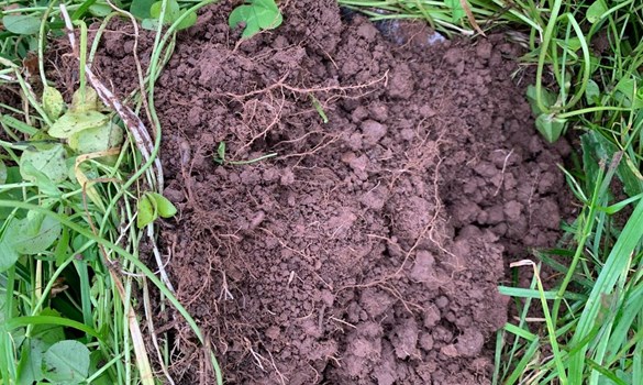 Soil in herbal leys field