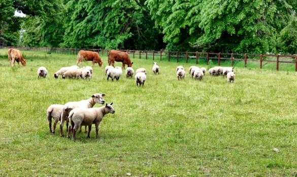 Sheep and cattle grazing in a field.