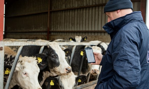 Man in blue jacket taking photos on his phone of cows in a barn.