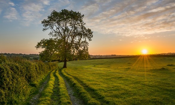The sun setting over a field