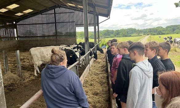 People standing next to cows.