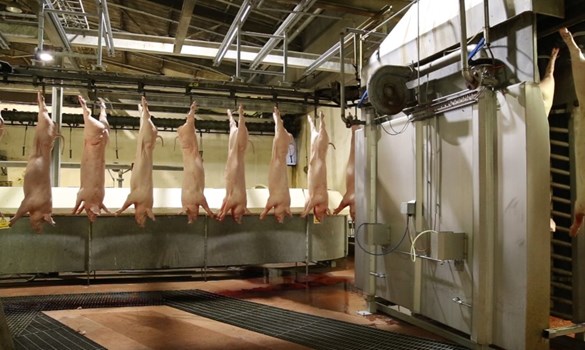 abattoir picture for webinar