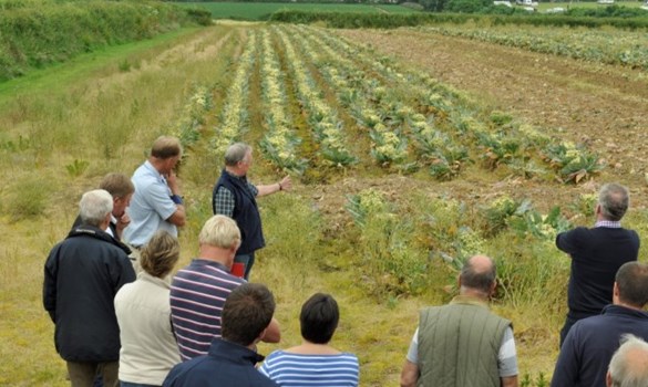 a group of people standing in a field of crops