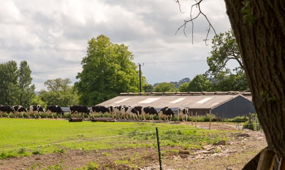 Black and white cows walking along a track in front of a shed