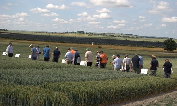 People walking through a field.