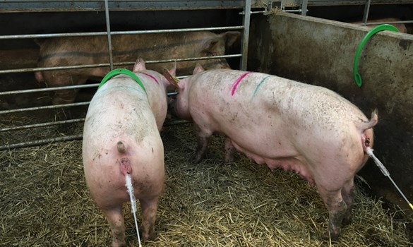 pigs in a pen