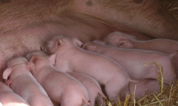 a group of naked baby pigs