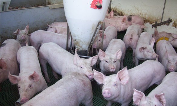 a group of pigs in a pig house