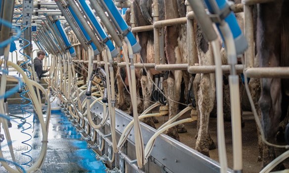 Cow milking station equipment.