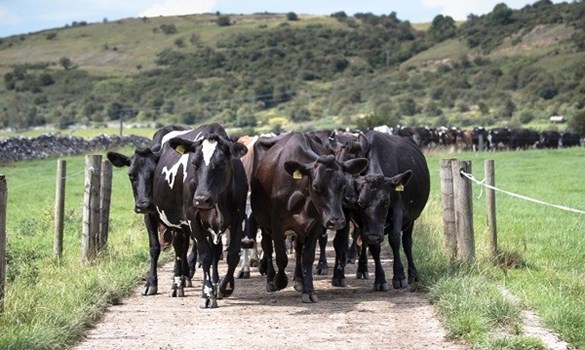Cows walking along a track in a field