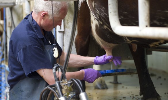 In a dairy parlour a male farmer collects a milk sample from a dairy cow using a California Milk Test. Copyright AHDB. 