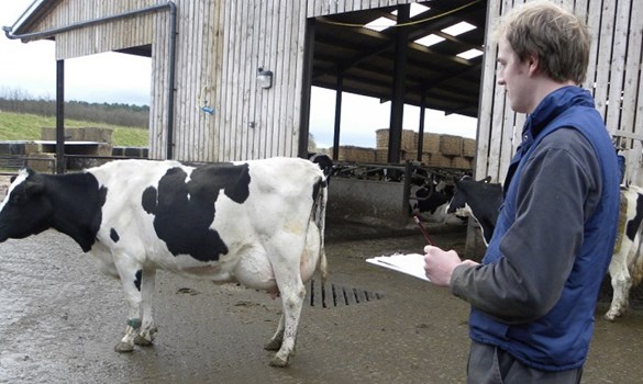 Dairy cow undergoing mobility scoring to assess foot health.