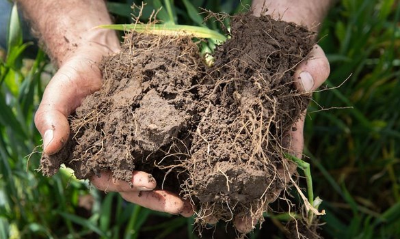 Man holding a hand full of soil.