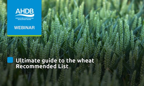 Spring Wheat Recommended List – AHDB Recommended Lists for cereals and ...