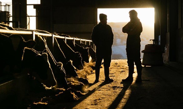 Tom and David Campbell stood in a cow shed with cows feeding to the left back lit by the sun