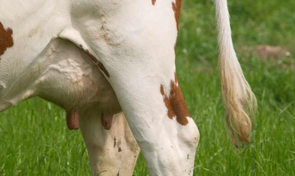 Close up of a cow's udder.