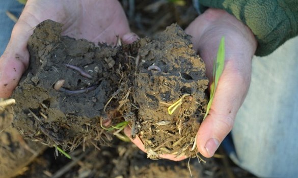 Two clumps of soil between a person's hands.