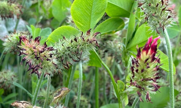Legume fallow covercrop