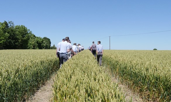 a group of people walking on a path through a field of grass