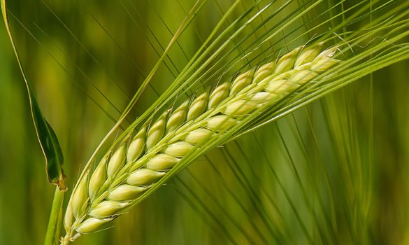 A close up of barley