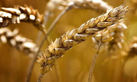 A close up picture of some wheat 