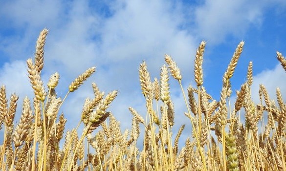 Wheat against a cloudy blue sky.