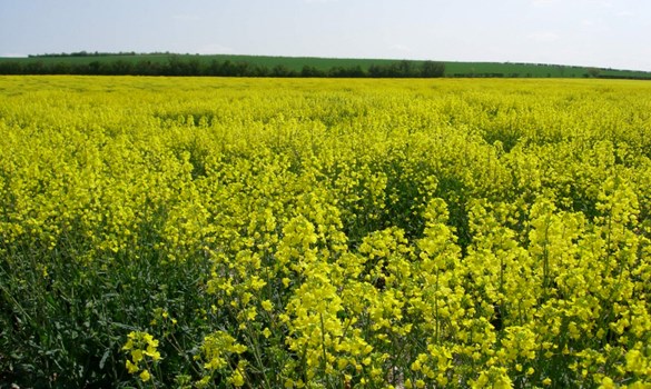 A field of oilseed rape