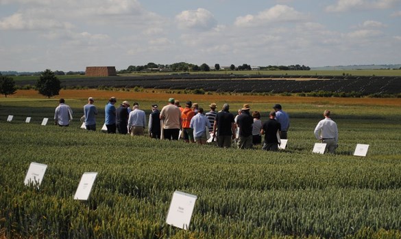 Delegates walking in a wheat field looking at varieties.
