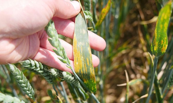 Yellow rust on solstice